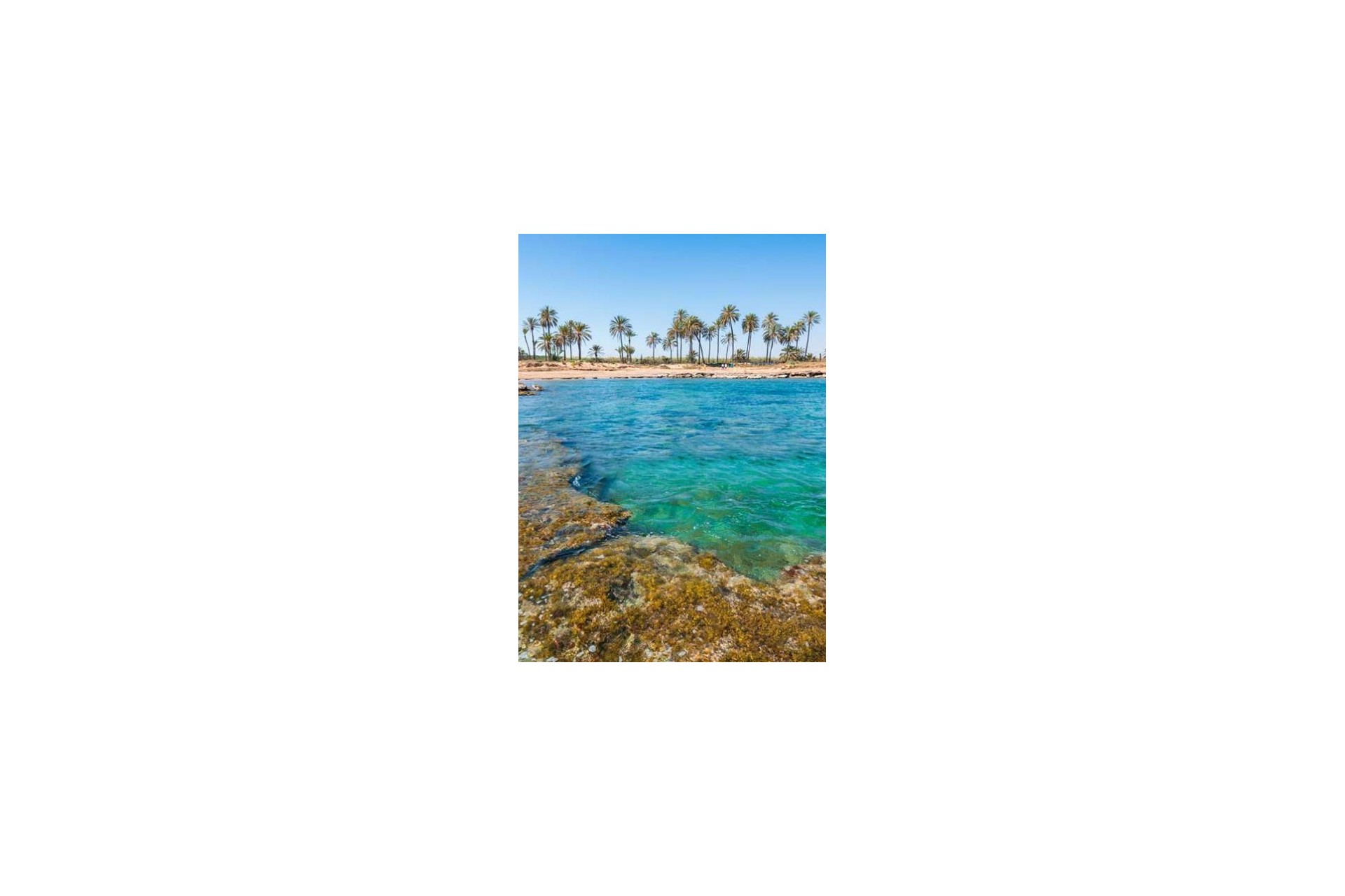 Nybygg - apartment - Torrevieja