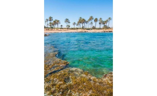 Nowy budynek - apartment - Torrevieja